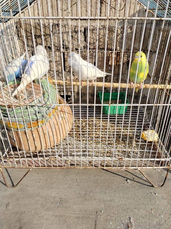 budgie parrots, 5 pieces 0