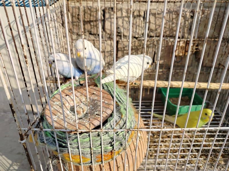 budgie parrots, 5 pieces 2