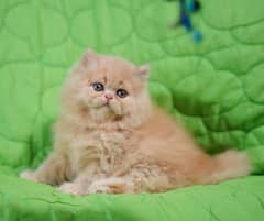 high quality kitten|Punch face Kittens|persian cat|cute|tripple|fluffy