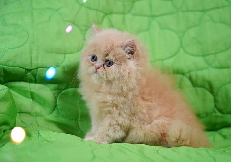 high quality kitten|Punch face Kittens|persian cat|cute|tripple|fluffy 5