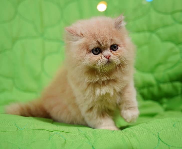 high quality kitten|Punch face Kittens|persian cat|cute|tripple|fluffy 6