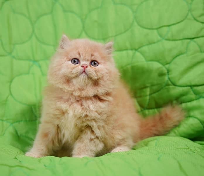 high quality kitten|Punch face Kittens|persian cat|cute|tripple|fluffy 7