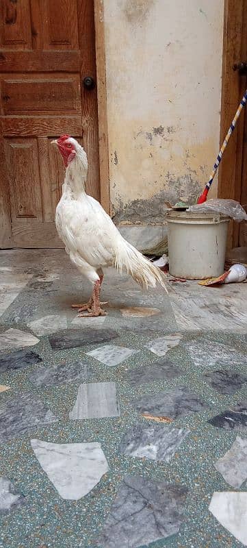 High Quality paper white Herra Male 1