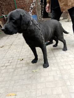 pure labrador dog for sale