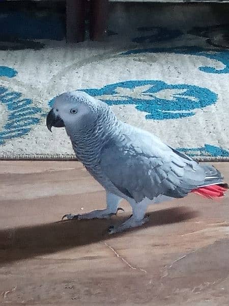 African grey parrot 0