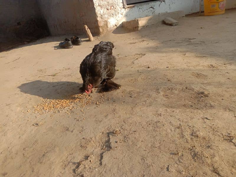 Aseel Male 5500+ Bantam female 2000 15