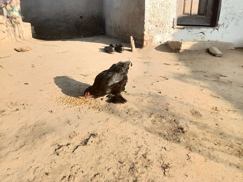 Aseel Male 5500+ Bantam female 2000 17