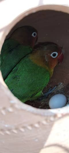 Fisher Parrot Breeding