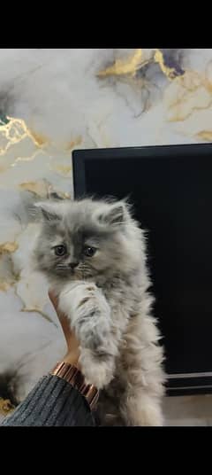 Persian Cat For Sale 8 Thousand