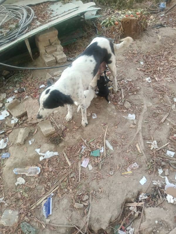 dog for sell 3