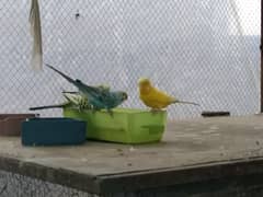 Budgerigar