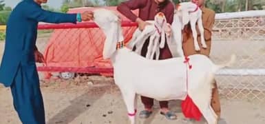 3 bacche wali Shera print Bakri for sale. 0328/2741/027