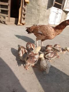 aseel chicks for sale