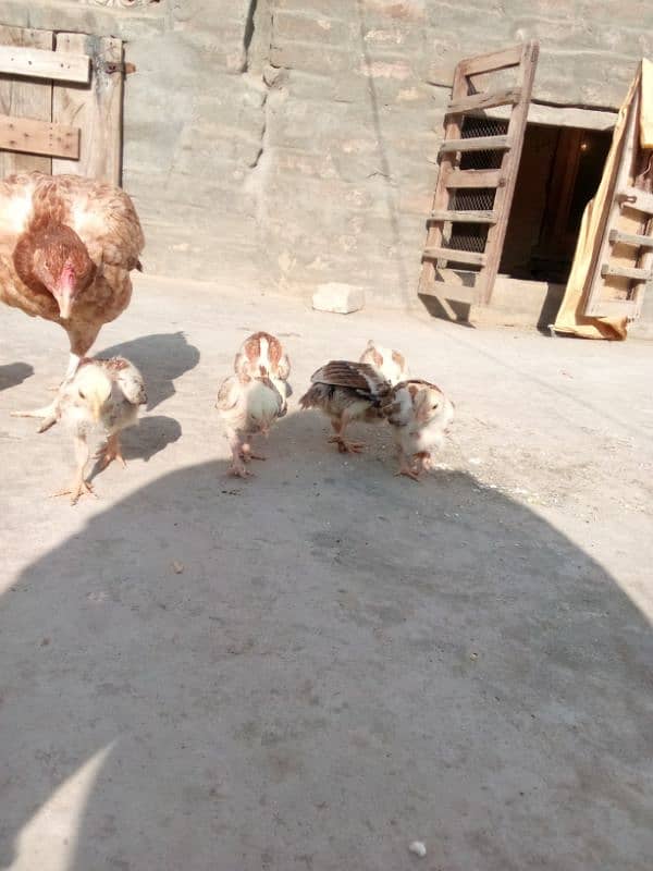 aseel chicks for sale 1