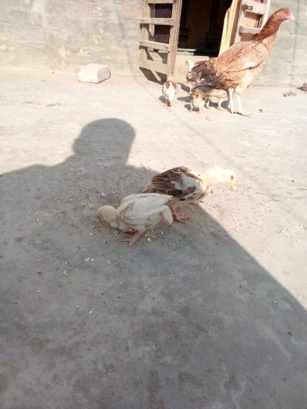 aseel chicks for sale 2