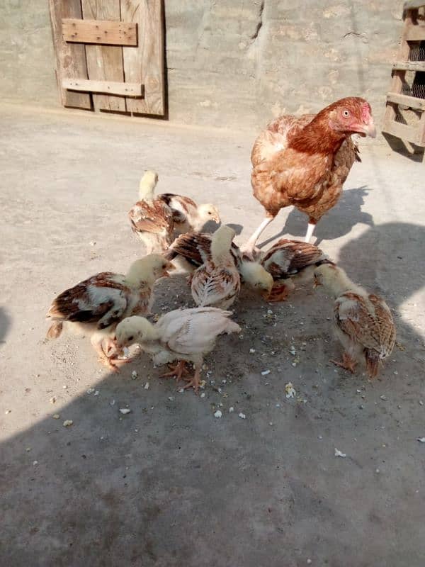 aseel chicks for sale 3