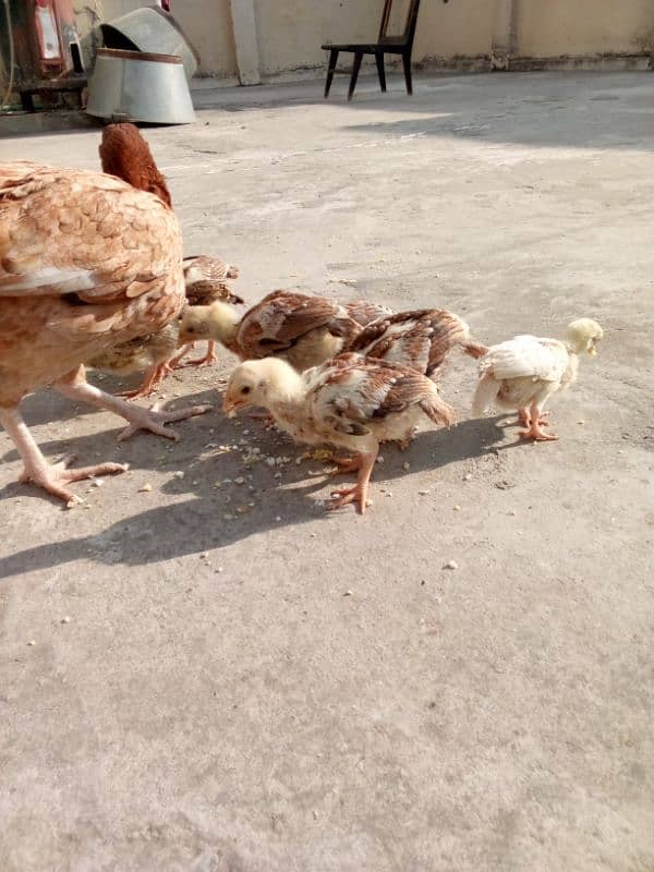 aseel chicks for sale 5