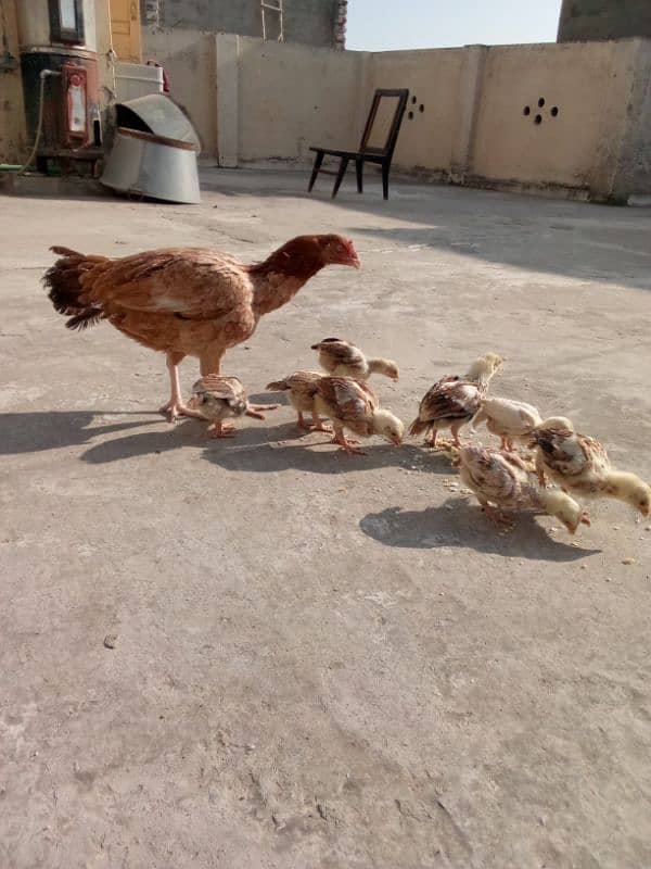 aseel chicks for sale 6