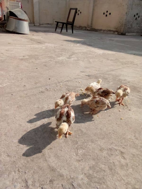 aseel chicks for sale 7