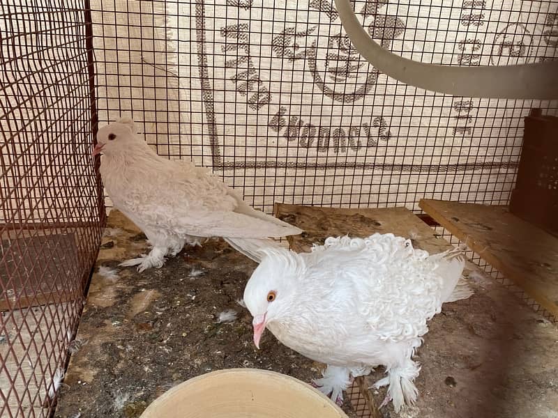 Frill Back Pegions and Sherazi Silver Top Quality Pairs Breeder 4