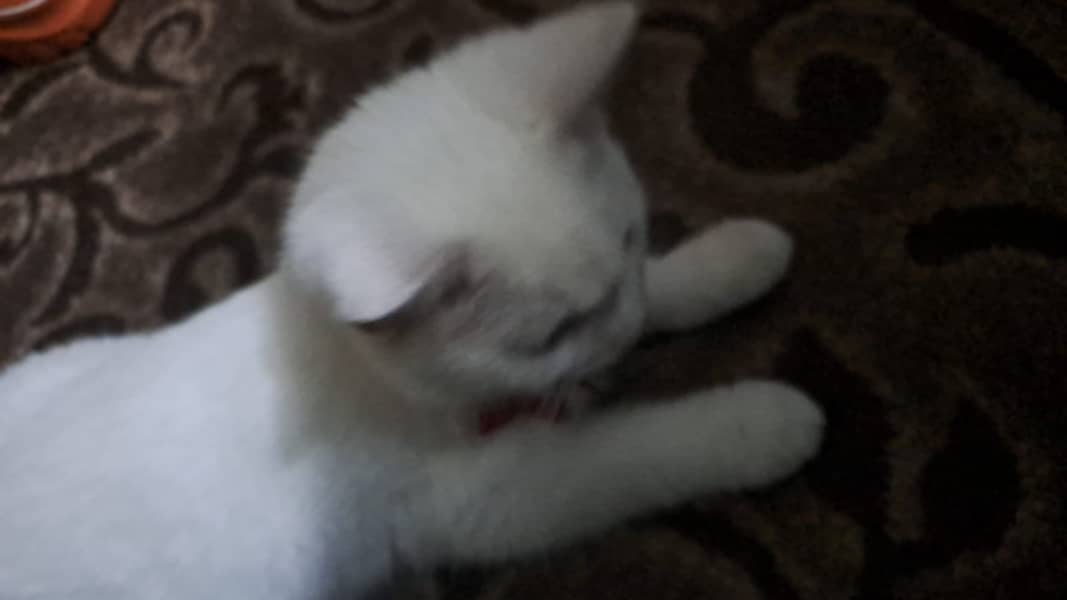 Male Turkish Cat for Sale 2