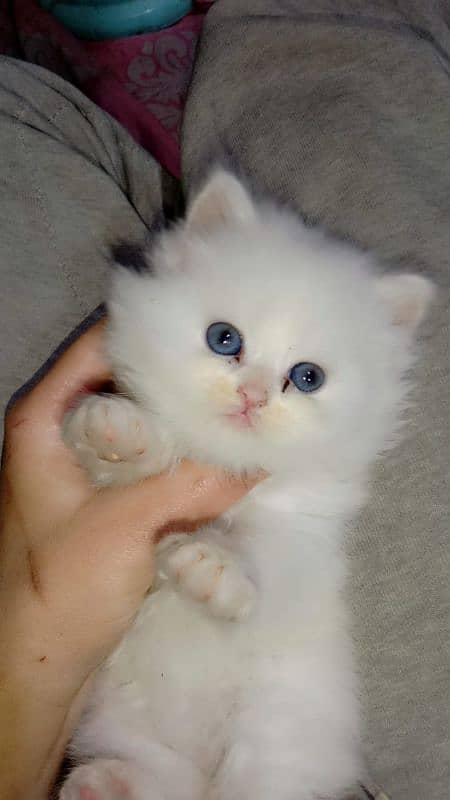 Triple coated Persian Longy hair kitten's 1