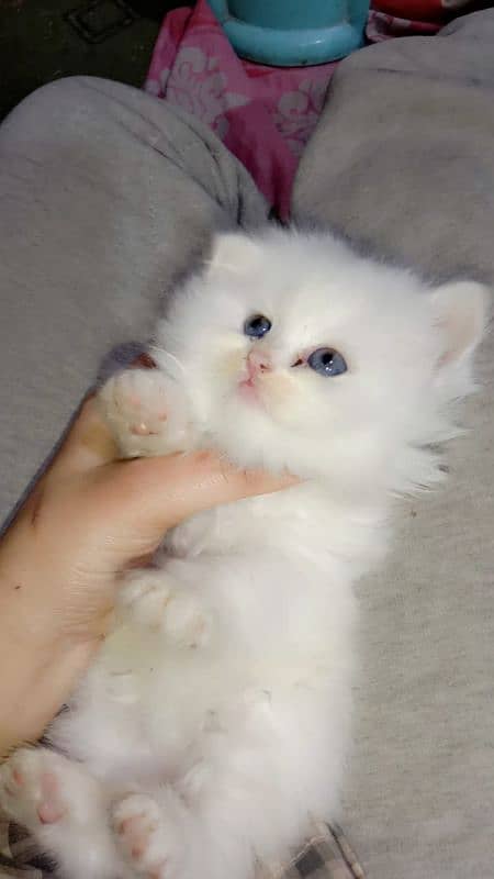 Triple coated Persian Longy hair kitten's 2