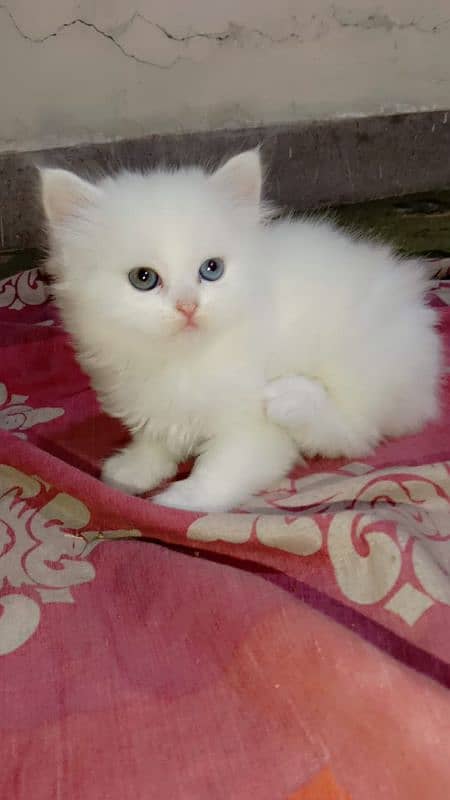 Triple coated Persian Longy hair kitten's 3