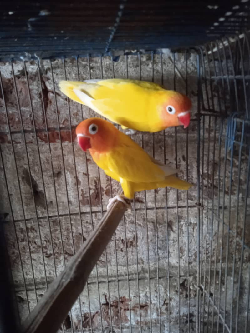 Love birds breeder pairs 1