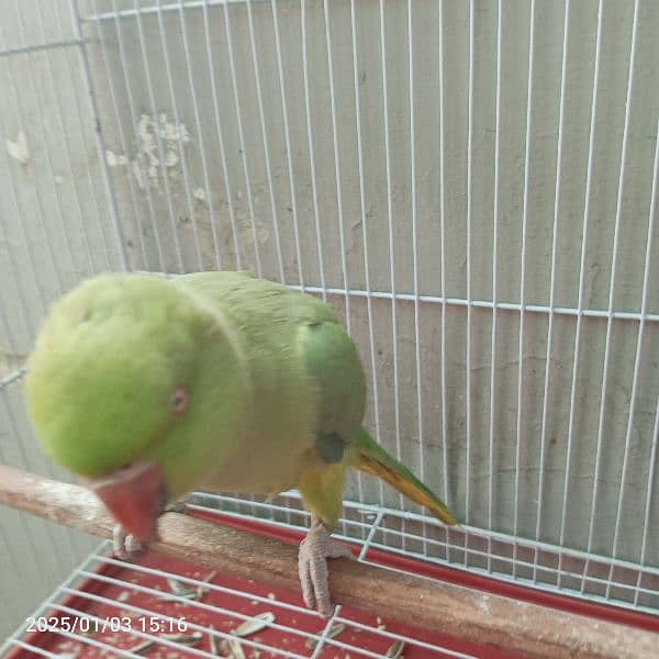 ringneck katha for sale 0