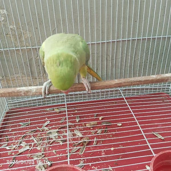 ringneck katha for sale 1