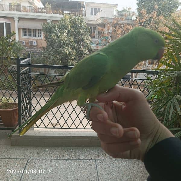 ringneck katha for sale 2