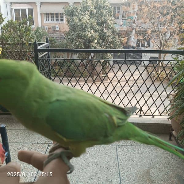 ringneck katha for sale 3