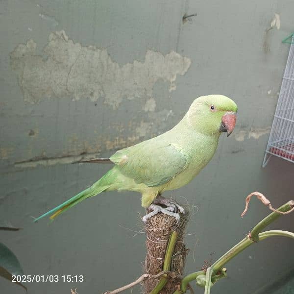 ringneck katha for sale 9