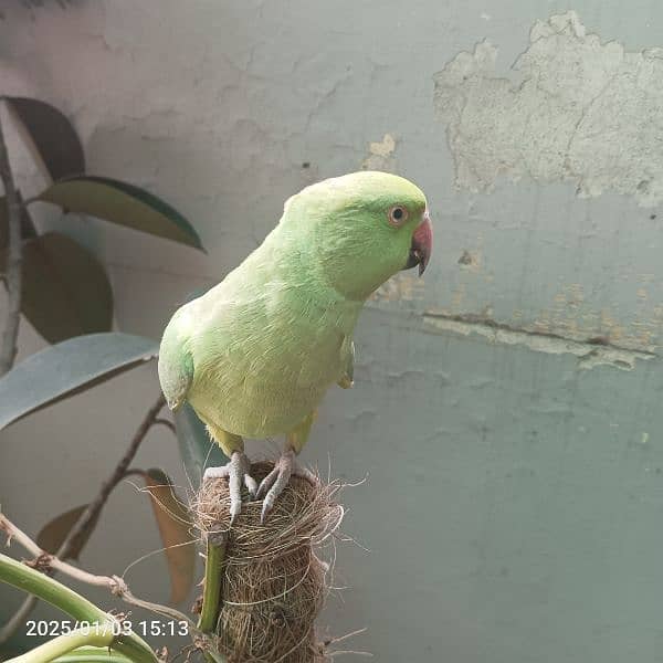 ringneck katha for sale 10