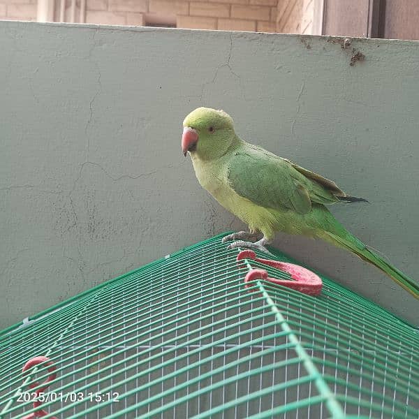 ringneck katha for sale 11