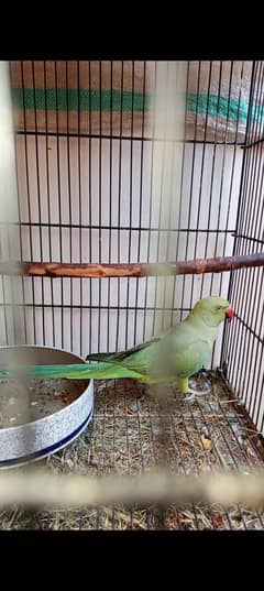 Green parrot female