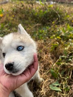 siberian husky puppy