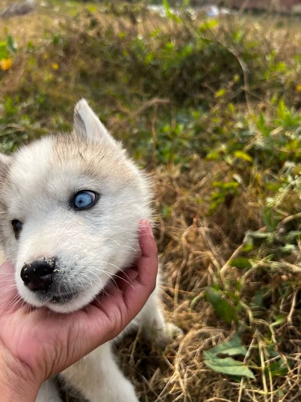 siberian husky puppy 0