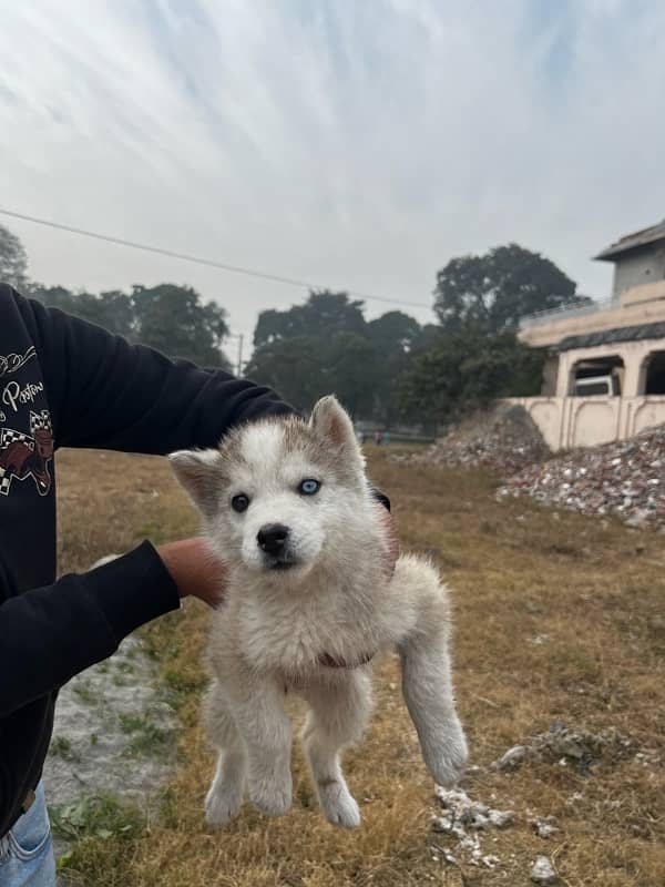 siberian husky puppy 1