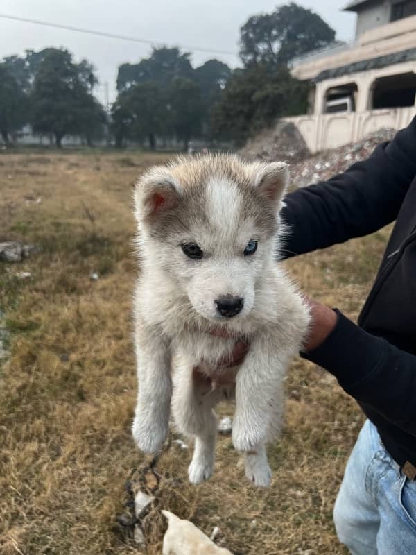 siberian husky puppy 2