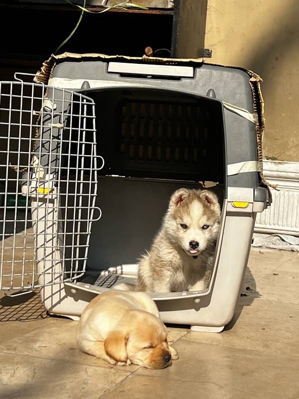 siberian husky puppy 3