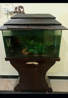 fish and aquarium