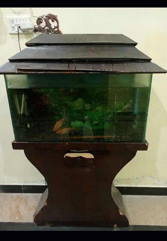 fish and aquarium 0