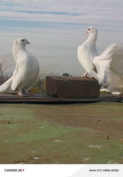 English fantail baby pair for sale