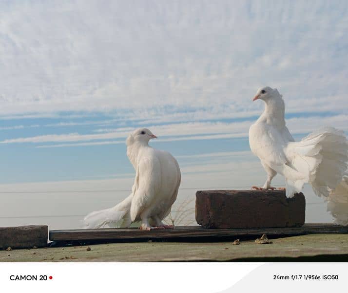 English fantail breeder pair for sale 2