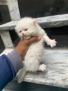 Persian kitten