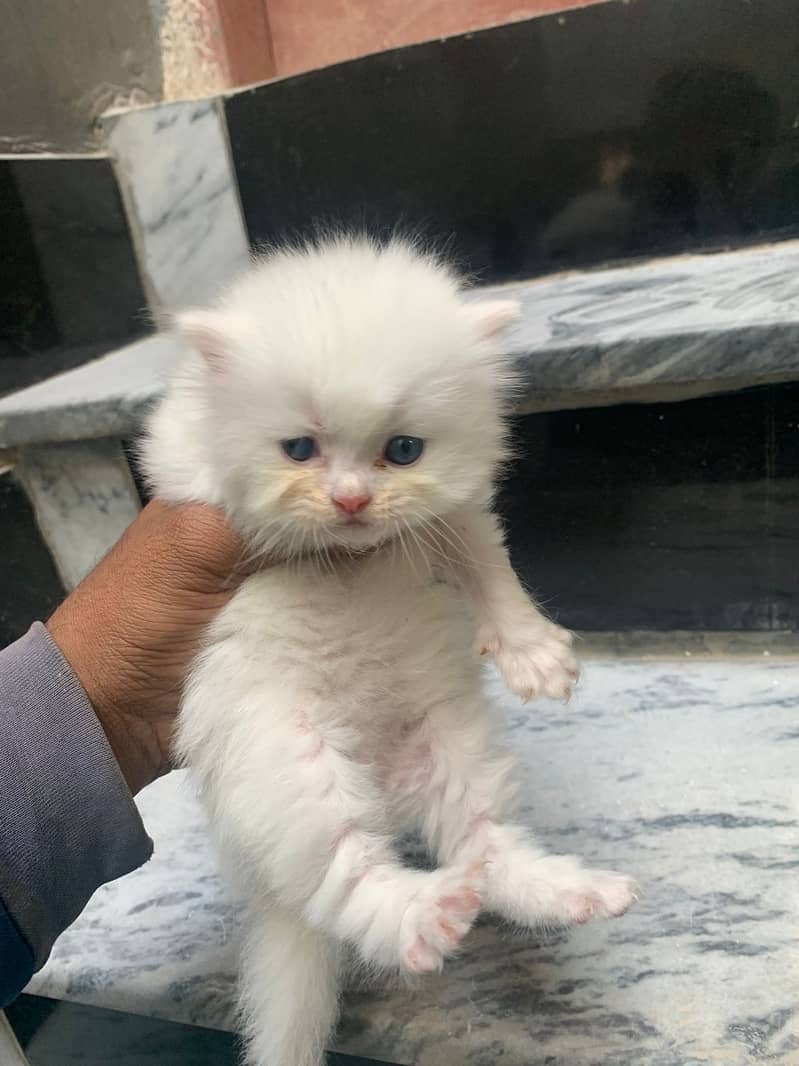 Persian kitten 1