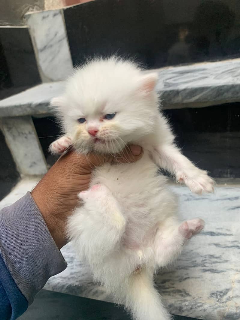 Persian kitten 4