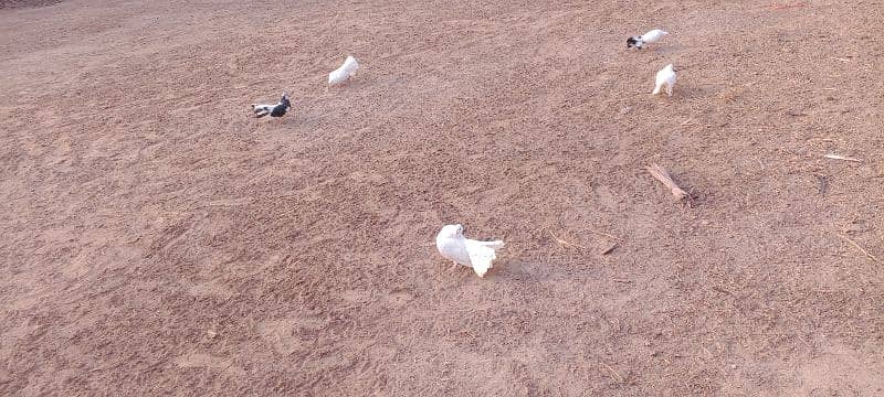 Indian fantail pigeon 3